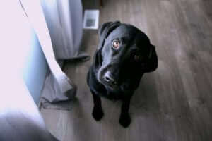 Large black dog sitting on hardwood floor